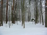 Земельный участок