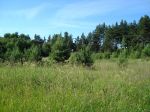 вид с участка. В ста метрах за этими соснами река Бурная.